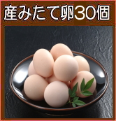 名古屋コーチン手作りシフォンケーキ