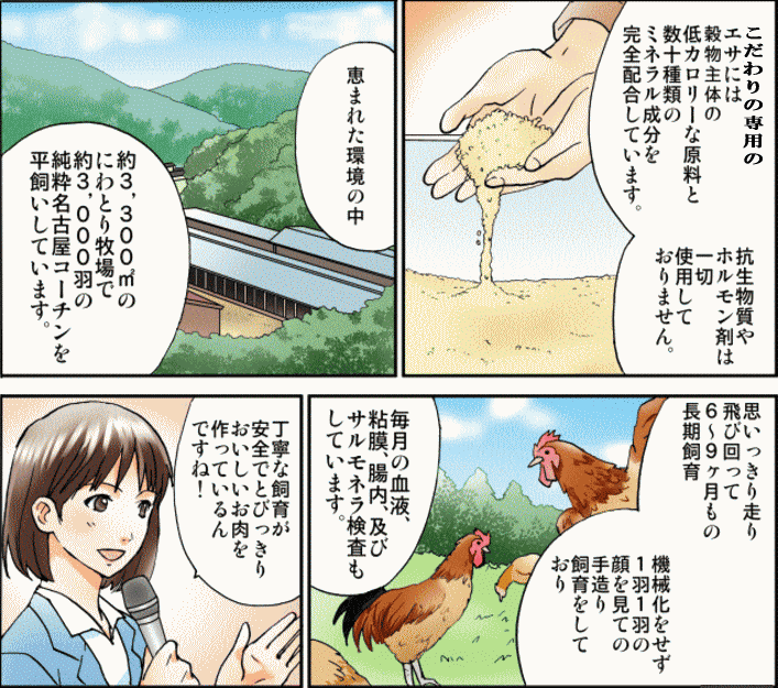 広い敷地でノビノビと元気に育つ名古屋コーチン丹波ささやま地鶏