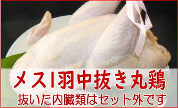名古屋コーチン鶏肉 メス丸鶏中抜き送料無料