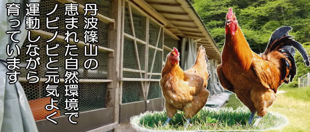 恵まれた自然環境の中でノビノビ飼育