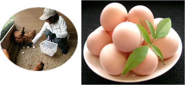 朝採れ産みたて卵