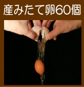 朝どれ産みたて卵60個
